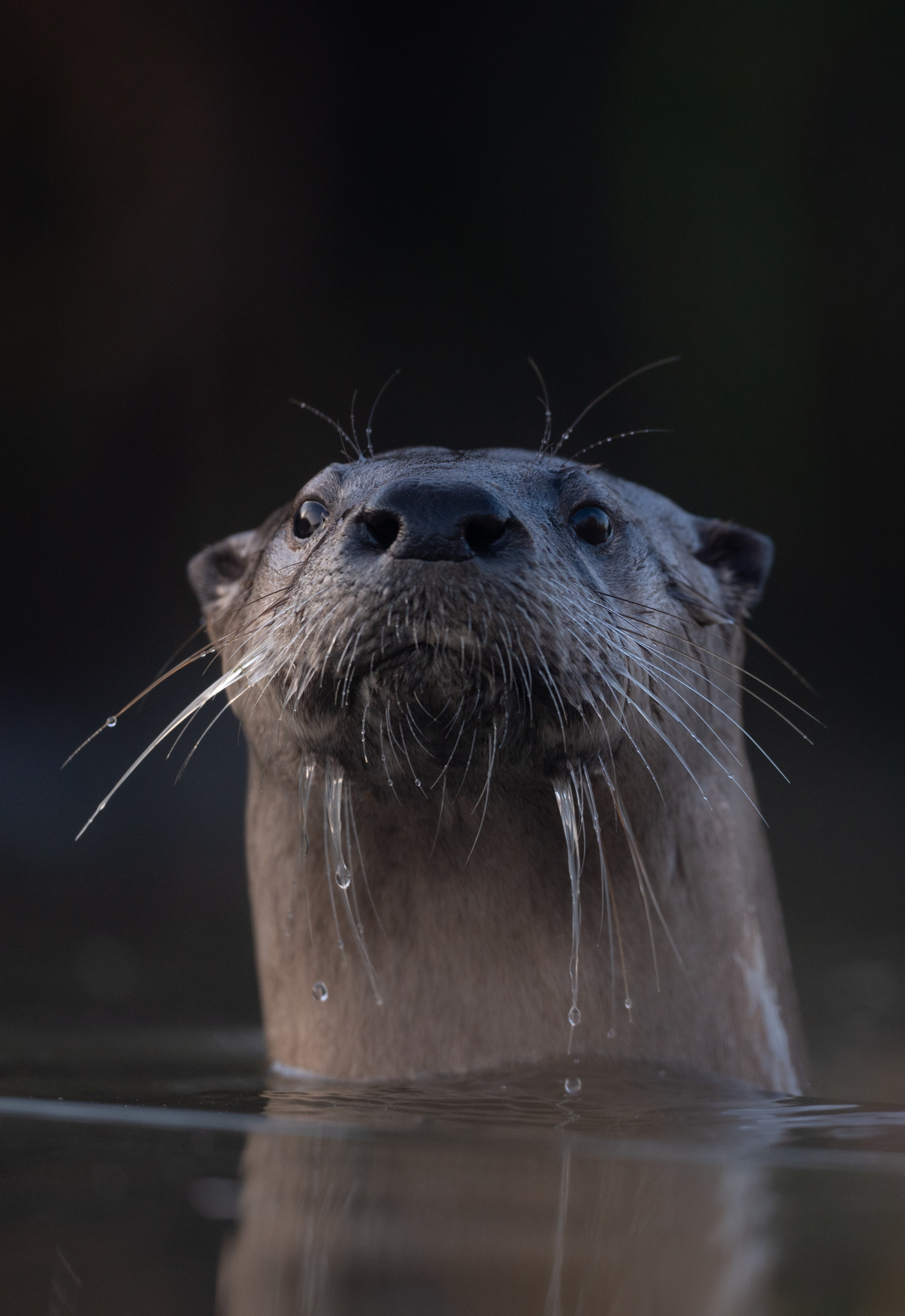 River otter